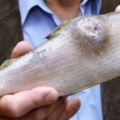 9種「吃多了身體就會GG掉」的污染魚，第三種大家都很愛吃卻不知道其實是危險食物！