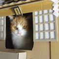 網友用紙箱打造『貓咪神社』，喵星人抵抗不了誘惑自己進去當神明了！
