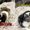網友抱怨：養貓一定要養雙數，現實太殘忍了