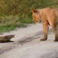 獅子一家碰到一隻受傷的小狐狸，所有人以為它必死無疑時，母獅子接下來的舉動讓人意外！