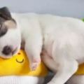 狗狗睡覺的N種姿勢揭示它們有多信任你
