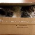 貓咪：朕的盒子，由朕來守護！