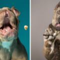 攝影師專門拍下各種狗狗們的「奇葩表情包」，各種臉歪嘴斜場景令人止不住笑意啊！