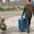軍犬看著自己的主人退伍時強裝鎮定幫忙拿行李，結果最後卻忍不住「拼了命也要挽留他」…
