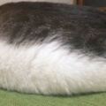 這位日本網友上傳「家中貓咪睡覺變成壽司」爆笑照片，超可愛的睡姿讓網友直呼「看得我好餓啊」！