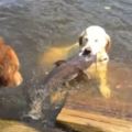 黃金獵犬把麵包屑丟入河中沒人看出牠究竟幹嘛，幾秒後才驚呼「牠幫自己加菜」！