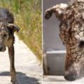 這隻流浪狗頭部「石化」到感覺已經無藥可救，但牠獲救後居然蛻變成猶如「另一隻狗」！