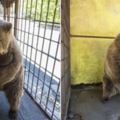 這隻「世界上最悲傷的熊」被無良商人困在鐵籠2年終於獲救，但大家很快就發現還不能高興得太早…