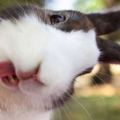 19張可愛兔子伸出小舌頭的瞬間抓拍，絕對會萌翻你！好想抱最後那一隻回家！
