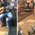 本來因沒人駐足聆聽而傷心的街頭藝人，看到4隻小貓咪出現後的反應讓他決定要唱完整首歌…