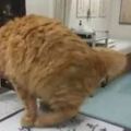 醫生養了只胖橘貓，沒想到牠在診所裡給自己找到了一份「工作」！