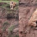 誰說動物沒感情？這隻獅子媽媽太偉大，冒著墜崖的危險救孩子！