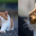 攝影師專捕捉貓咪的漏網鏡頭，連貓皇的鼻涕泡泡都被拍到了