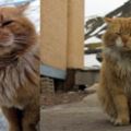 挪威島上禁止養貓，唯一的喵星人改了種類，才順利留了下來！