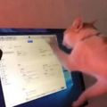 熒幕慘遭貓貓拳攻擊，貓咪把電腦熒幕當觸控平板玩，熒幕：我做錯了什麼？