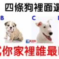 心理測試：四條狗裡面選一條，測試你家裡誰最旺你