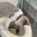 貓咪在廁所呼叫，主人前去查看，眼前的一切讓主人想笑！&什麼！無錫惠山寺網紅貓咪竟被偷！