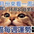 【出生月份來看一周運勢】小喵每週運勢（8月20日至8月26日）