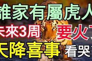 誰家有屬虎人，未來3周，要火了，天降喜事，看哭了！