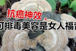 樹上長「舌頭」，以為沒用，卻有抗癌神效，可排毒美容是女人福音