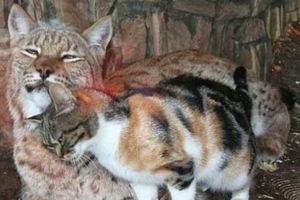 貓咪誤闖動物園猞猁棲息區，結果...「喲！表哥！好久不見啊，你怎麼在這裡？」