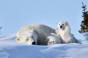 「媽!!!!!我要紅了!!!!!!」！這些絕無修圖的野生動物照片讓人笑爆萌爆！！