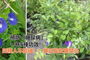 「蝶豆花茶」抗老抗氧化、預防「糖尿病」一杯6種功效！抗癌又護腦，四種人不能碰！