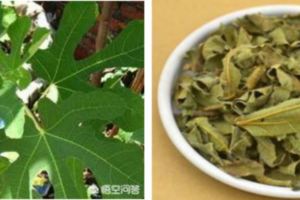 中藥無花果葉有什麼功效？能治病嗎？