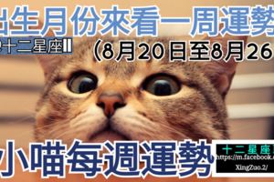 【出生月份來看一周運勢】小喵每週運勢（8月20日至8月26日）