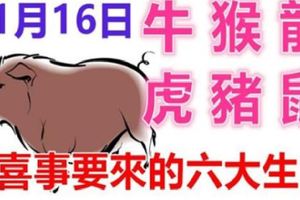 11月16日生肖運勢_牛、猴、龍大吉