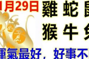 11月29日生肖運勢_雞、蛇、鼠大吉