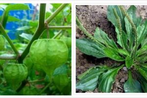 這30多種野草野菜，有的讓人厭惡至極，有的卻是餐桌極品