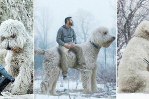 現實版怪獸與牠們的產地　23張超吸引人的「神奇動物照片」