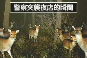 3隻鹿身體貼在一起在幹嘛？　20張「拍到動物也瘋狂」的隱藏攝影機照片