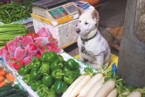 主人不在也要開店　忠心汪秒變「狗老闆」幫看店賺錢