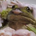 日本餐廳推出喪心病狂「活牛蛙」生魚片，牛蛙被端上桌後還能親眼看到自己被吃掉的過程…