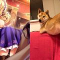 無法直視柴犬與灰姑娘們，日本網友發起尋找與偶像大師灰姑娘卡面構圖相似柴犬活動
