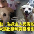 感動！為救主人與毒蛇拼了　忠犬露出勝利笑容後倒地亡