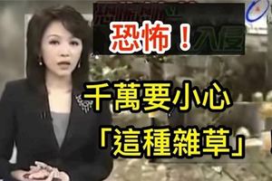 恐怖！只要不小心碰到這種「雜草」，你的「鼻子」和「肝」就會開始產生病變…一定要記住他的「長相」，現在已經蔓延全台灣（視頻）