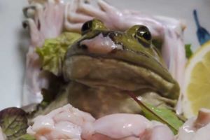 日本餐廳推出喪心病狂「活牛蛙」生魚片，牛蛙被端上桌後還能親眼看到自己被吃掉的過程…