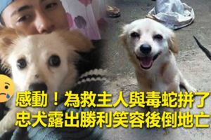 感動！為救主人與毒蛇拼了　忠犬露出勝利笑容後倒地亡