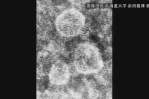 日本關東爆首例豬瘟 撲殺約800頭豬