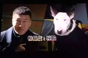 不許笑：盤點那些和動物撞臉的明星們！