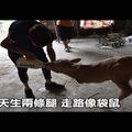 小牛犢天生兩條腿 走路像袋鼠