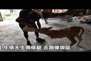 小牛犢天生兩條腿 走路像袋鼠