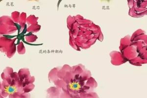 春天正是畫花季：各類花卉畫法集