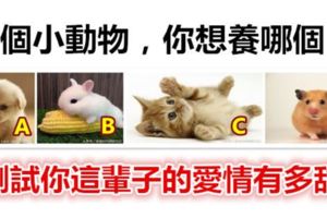 4個小動物，你想養哪個？測試你這輩子的愛情有多甜