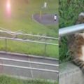 路人發現一隻背影怪異的貓，走到前面看到它表情時，忍不住笑噴！