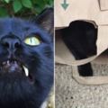 好心女子下車救援在馬路上亂竄的小黑貓，結果一靠近後竟發現「牠是一隻吸血鬼黑貓」？！