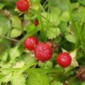 長得像草莓卻不是，那是蛇莓蛇莓在古代中醫醫書中功效的記載，它在清熱解毒、消腫治損傷方面都是有一定的功效